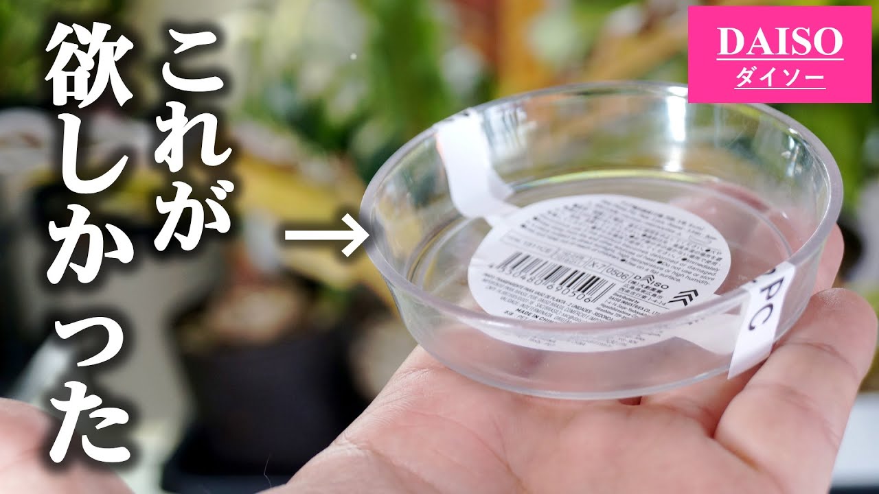 【9割が知らない】100均の”脇役”の使い方【エアプランツ】