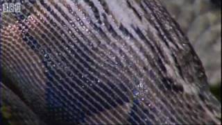 Famous Attenborough in high quality   Fully Grown Python eating a Deer   BBC Earth Profile