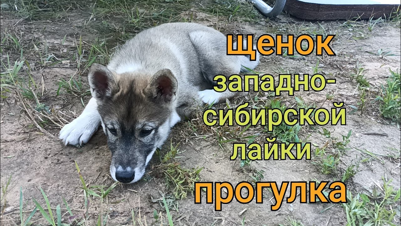 Щенок западно сибирской лайки. Прогулка. 2 месяца 