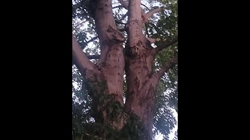 ews live pts 1&2 (for the democube)