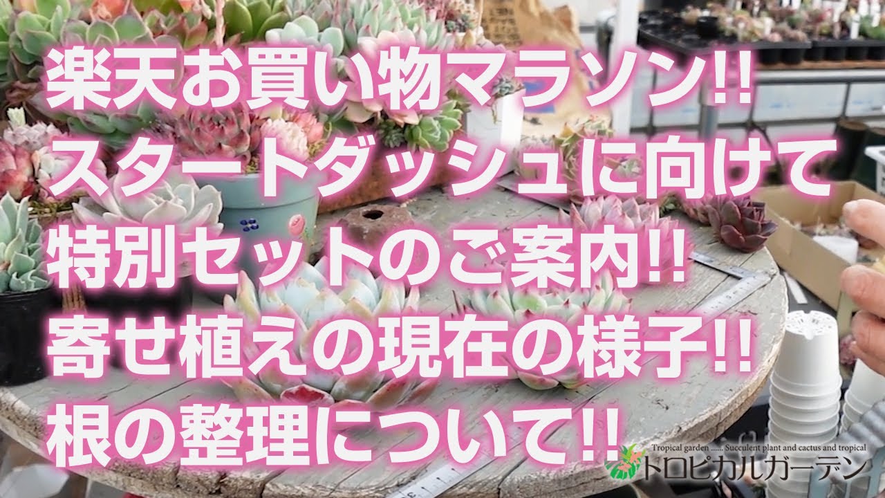 多肉植物】楽天お買い物マラソン!!スタートダッシュに向けて特別セット