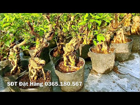 Video Hồng Ngọc Mai đẹp giá chỉ có 120 k - youtube