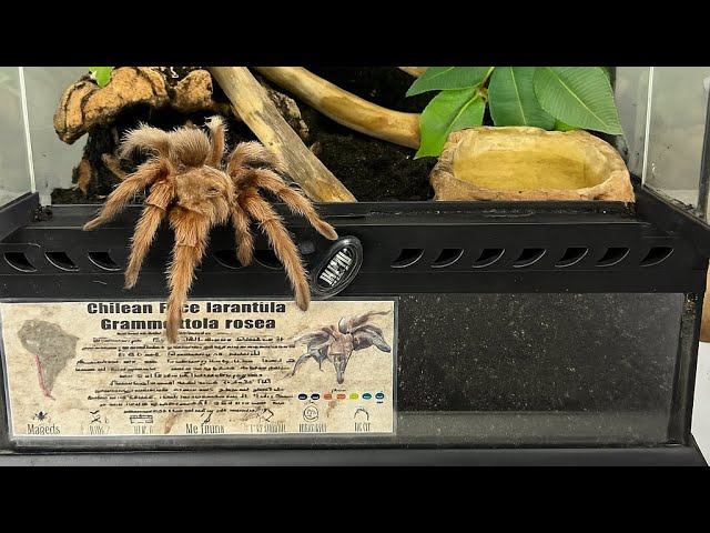 Chilean rose tarantula (Grammostola Rosea) re-house 🕷️