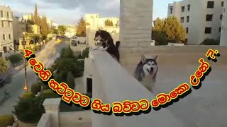 බියංකා  සහ නීරා....දාංගලේ  What happened to the dog that went to the fourth floor?