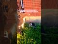 PLAYING WITH YOUR CAT TO SEE TO SEE HER REACTION EPISODE 334 #1trend #youtubeseries #viral #funny
