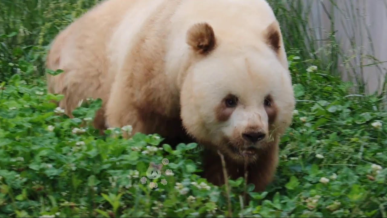 七仔好聪明，一听到叫他名字马上起身过来~QiZai is so smart, as soon as he heard his name called immediately comes over
