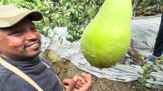 Santa Maria Pears ... Clear And Big Size Pear..