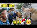 CARTIMAR PET SHOP DOG PRICE LIST-  AKITA & POCKET BULLY!  CARTIMAR PET CENTER DOG SHOP UPDATE 2021