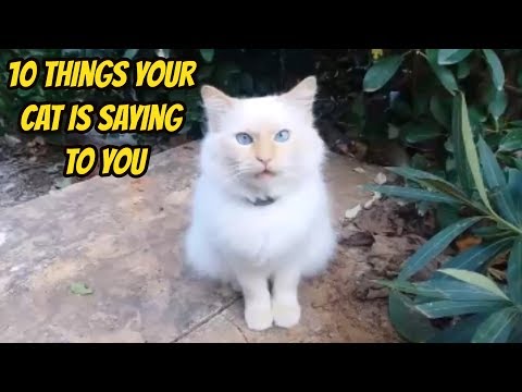 10 Things Your Cat is Saying to You