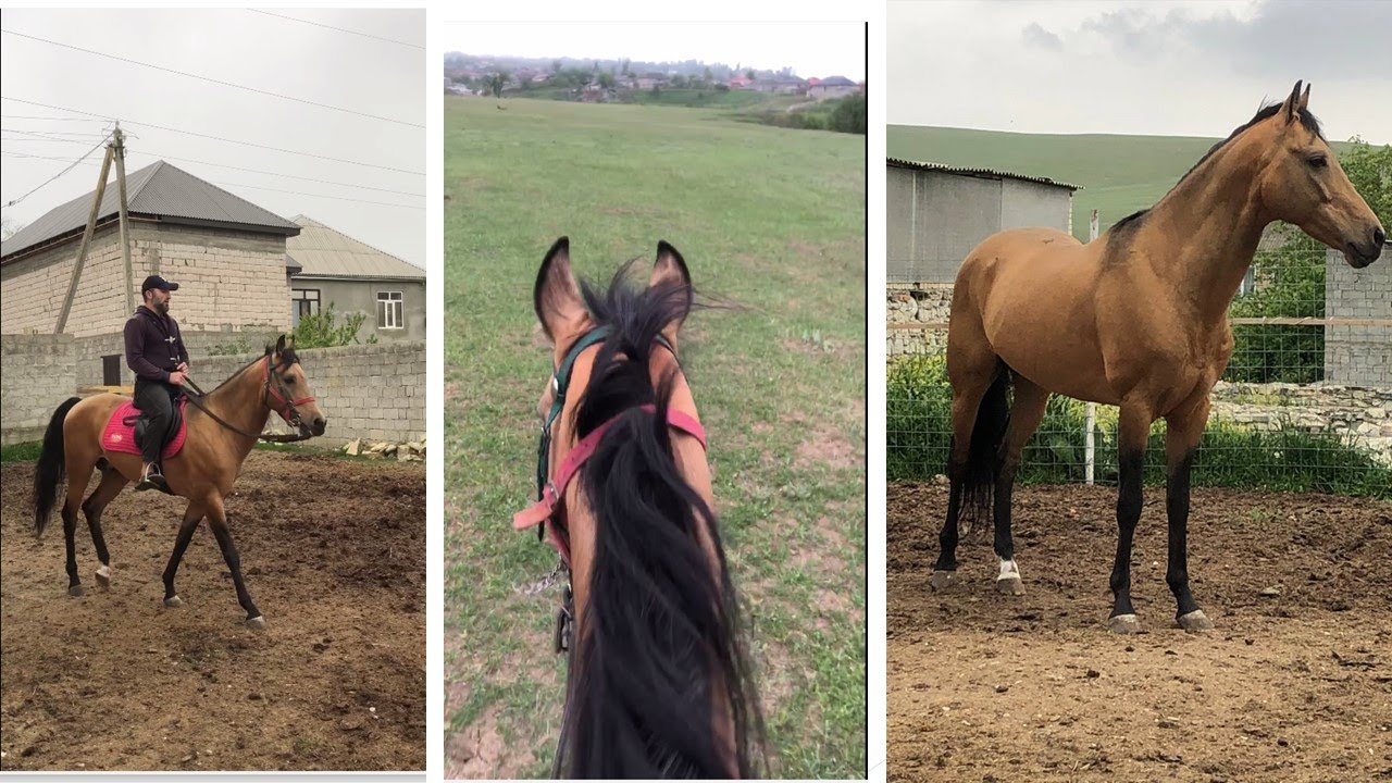 Оседлал коня для прогулки. Дагестан. - YouTube