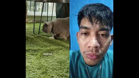 Watch the video about Cats become rulers #cat #animals #edit #games #mergefables #nature #funny