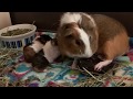 Guinea pig labor and delivery. WARNING: yucky stuff!!