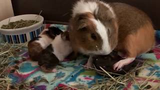 Guinea pig labor and delivery. WARNING: yucky stuff!!