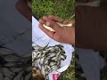 Live fish shorts youtubeshorts viral.s trenfingshorts