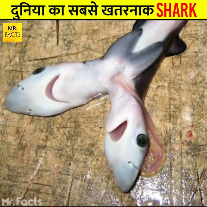 4 सिर वाला शार्क🦈| दुनिया का सबसे खतरनाक Shark🦈😱| Four Headed Shark Facts🤯| Mr. Facts #shorts