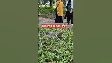 Biawak is looking for fresh air! ☀️🌳 #Nature #Reptile #Freedom #biawaksumatra #biawak #pets