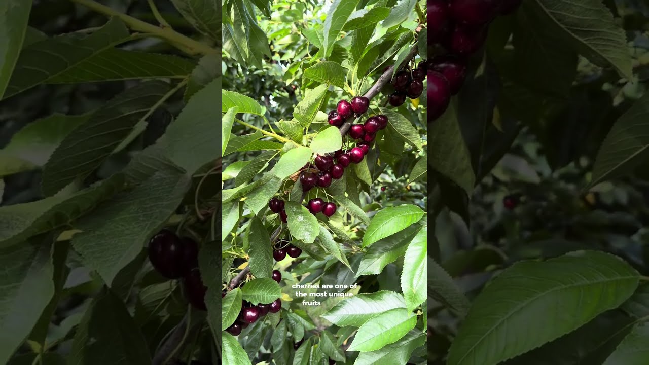 Meet The Cherry Grower