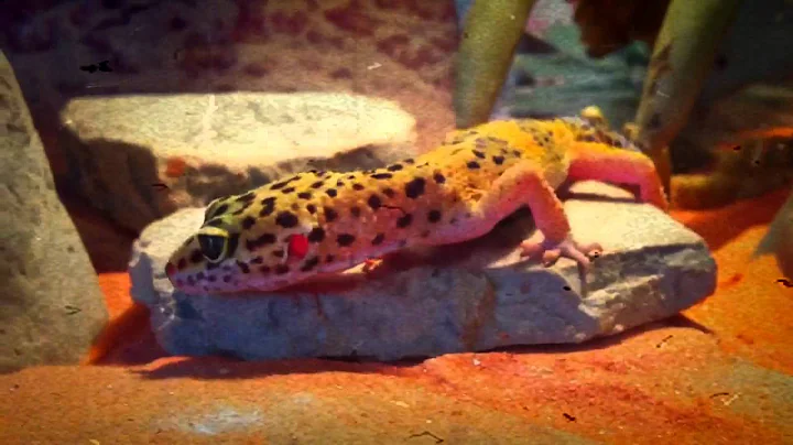 Leopard Gecko Fun Timey