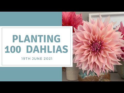 How To Plant Dahlias. Large Dahlia Bed Preparation