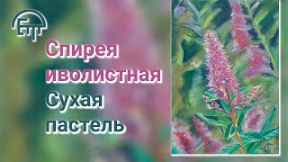 Спирея иволистая. Сухая пастель