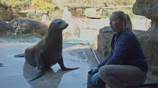 Sea Lion Splash: Training