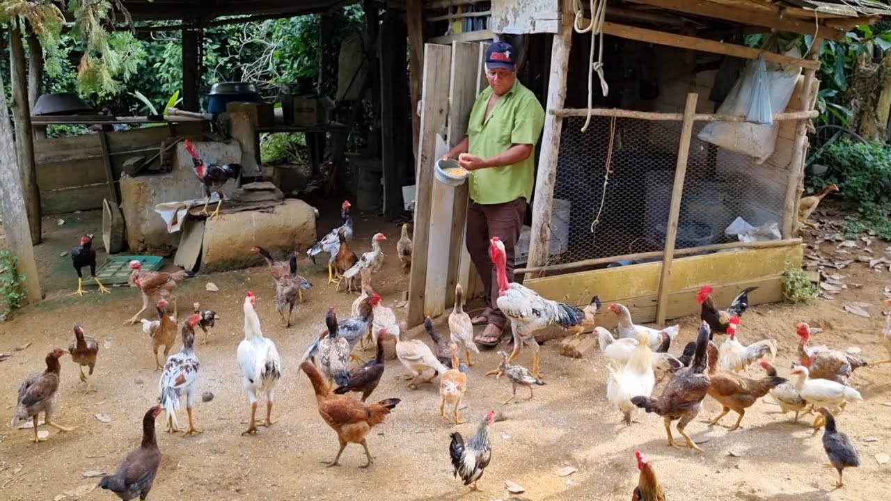 No Rancho do seu Edir não falta nada,Aqui ele planta e cria de tudo,galinhas,peixes,Roça,horta.etc.