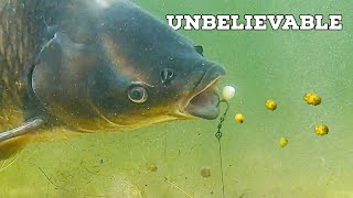 You won't believe this happened while fishing for carp