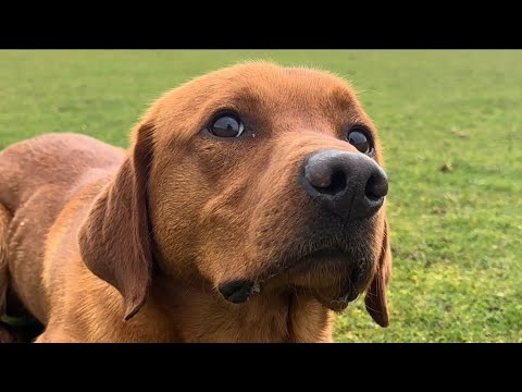 What is a reward trained recall?