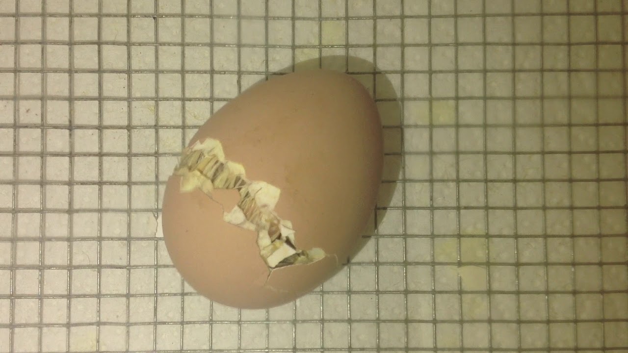 Egg Hatching Day in Kindergarten - YouTube