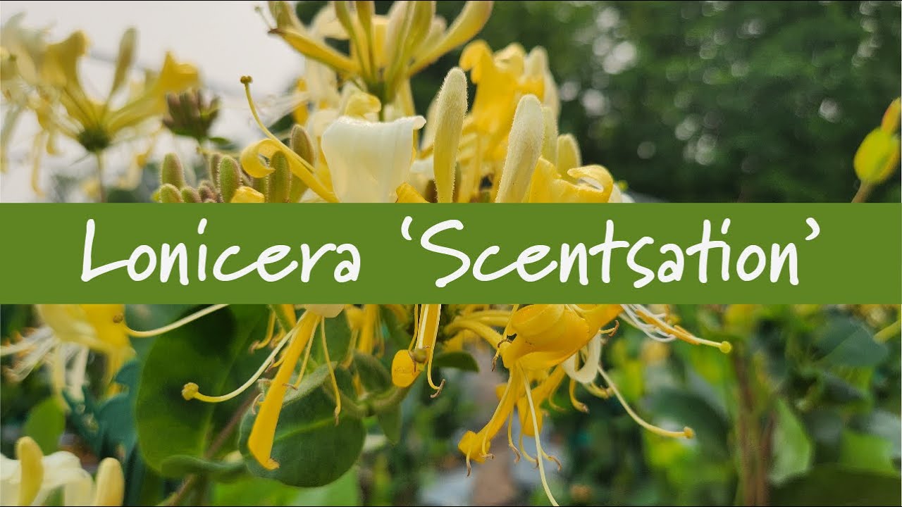 Lonicera periclymenum Scentsation Scentsation Honeysuckle from Prides  Corner Farms