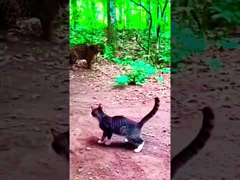 اصل الجعان لوشبع ينسى الي احسن لية بيت العويل أغنية جديدة اغاني حزينة أغاني 2025  