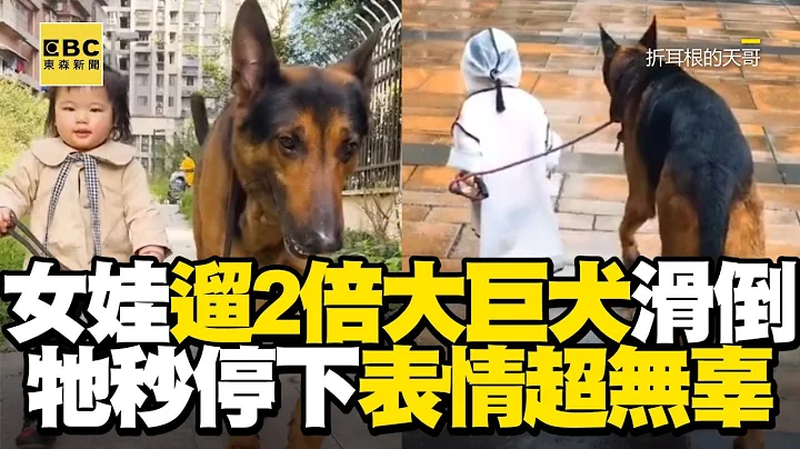 女娃遛2倍大巨犬滑倒！牠秒停下表情超无辜@newsebc - 天天要闻