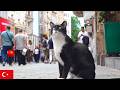 猫と暮らす街の記録。イスタンブール猫動画【4K】