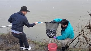 👉 FULL VIDEO Washington Smelt Fish Net Dipping / Đi Bắt Cá Smelt Fish ở Mỹ 1 Vợt 10 kg
