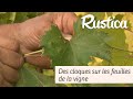 Phylloxera ou rinose  bien observer les cloques sur les feuilles de la vigne