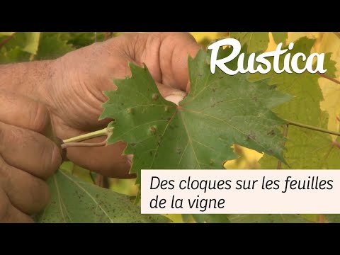 Vidéo: Prévention des problèmes dans les raisins - Comment traiter les ravageurs et les maladies courants de la vigne