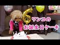 【元保護犬の無添加ケーキ】帝塚山hound com＆帝塚山WANBANA【ワンコのおやつ】1