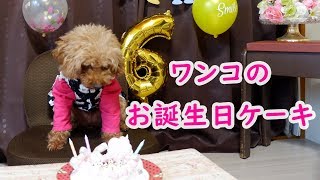 【元保護犬の無添加ケーキ】帝塚山hound com＆帝塚山WANBANA【ワンコのおやつ】1