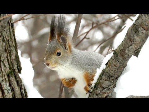 Белки в серой зимней шубке, squirrels in winter