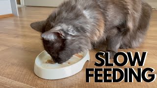 Greedy Cat Tries Slow Feeder Bowl