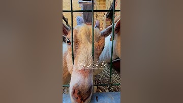 سورة لقمان آية ١١ Sourate Luqman Verset 11