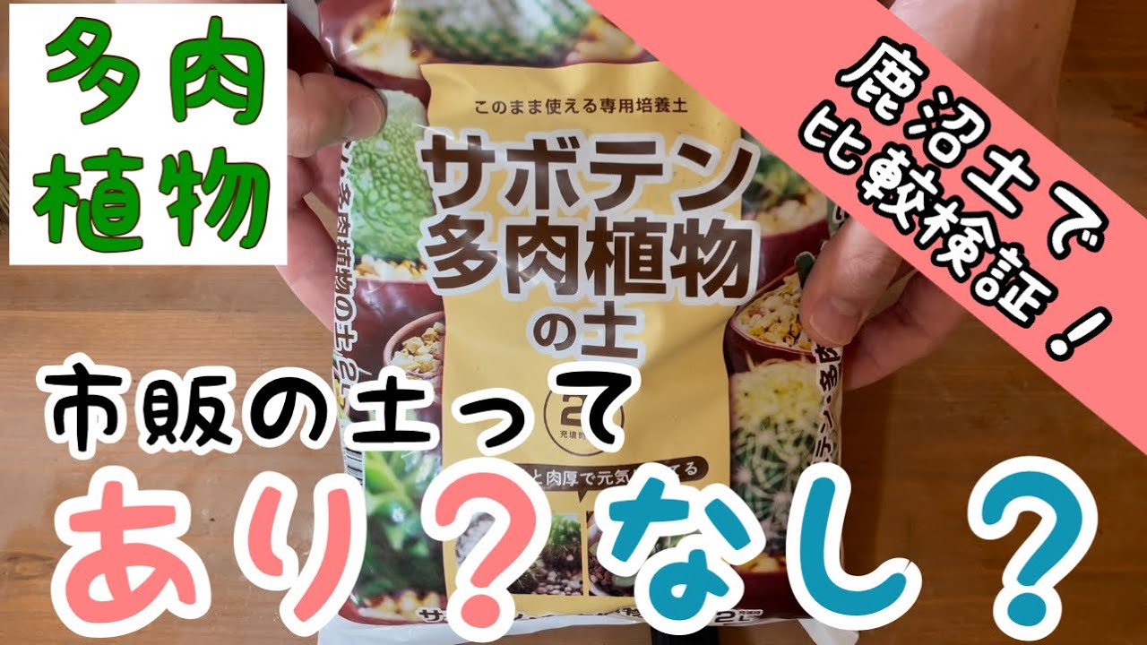 多肉植物 市販の土は手っ取り早くて最適解 それとも鹿沼土オンリー 土の比較検証開始 Youtube