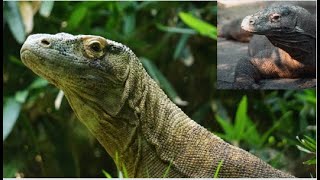 History of Komodo Dragons by Cute Animal 244 views 4 months ago 2 minutes, 41 seconds