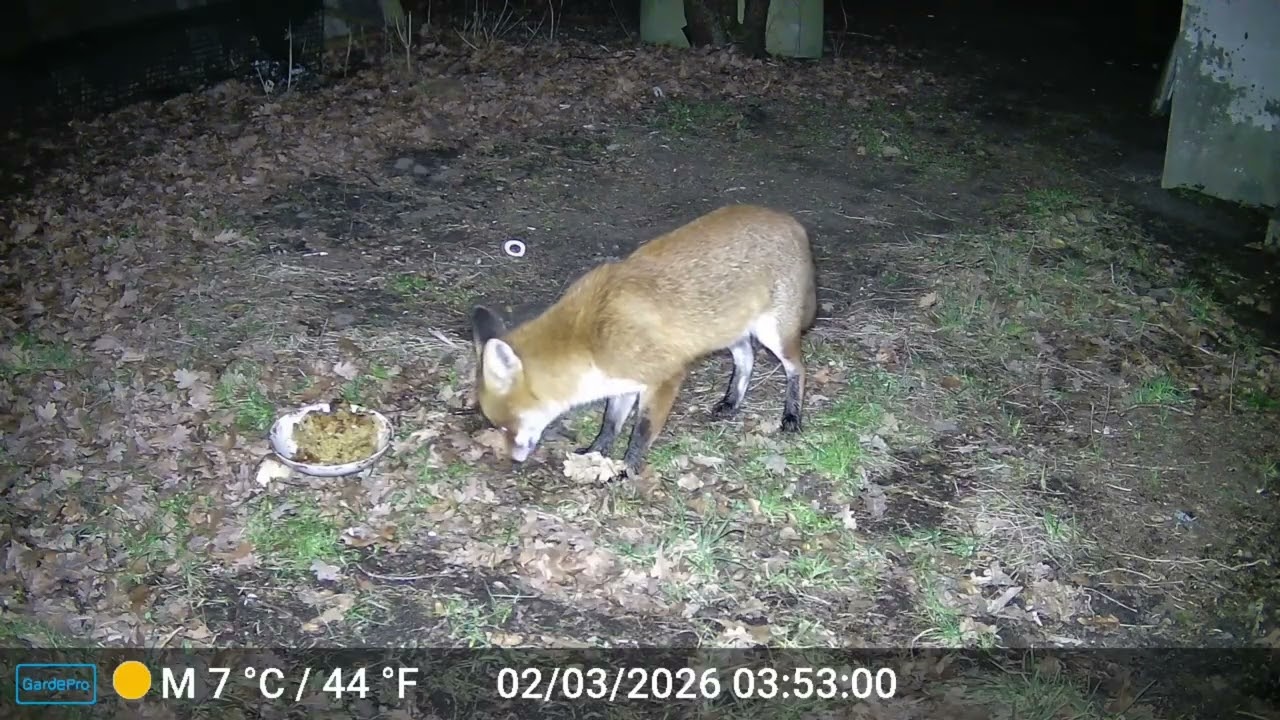 Ein Deutscher ( Krauts ) Fuchs frisst Kraut.