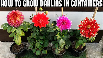 How To Grow Dahlias At Home | FULL INFORMATION