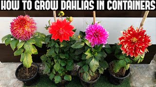 How To Grow Dahlias At Home | FULL INFORMATION