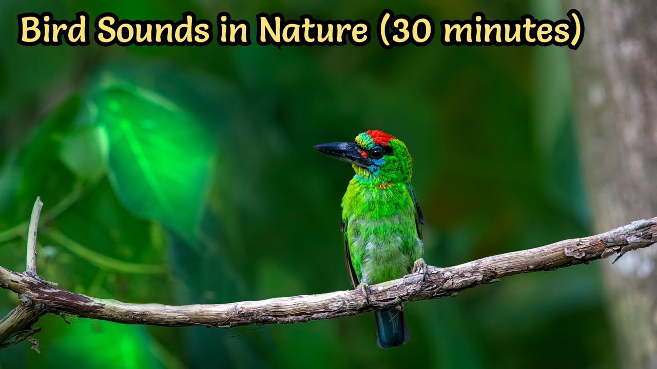 Relaxing Bird Sounds in Nature (30 minutes) / Rahatlatıcı Doğada Kuş ...