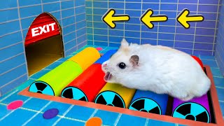 🐹 Hamster Escapes the Maze Exit Awesome 🐹 Dangerous Escape Route with Colorful Traps For Pets