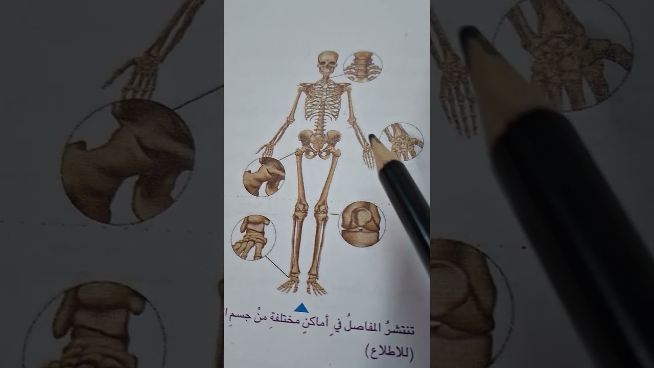 تكملة شرح الجهاز الهيكلي للانسان🌹