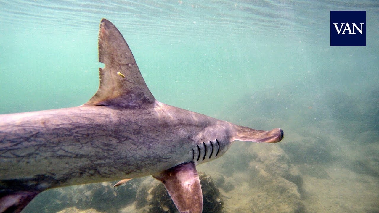 Descubren una 'guardería' de martillo en Galápagos - YouTube